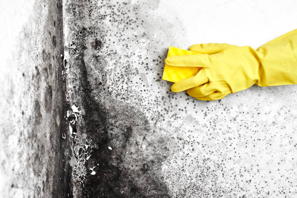 Trusted Campti, LA Mold Remediation Experts