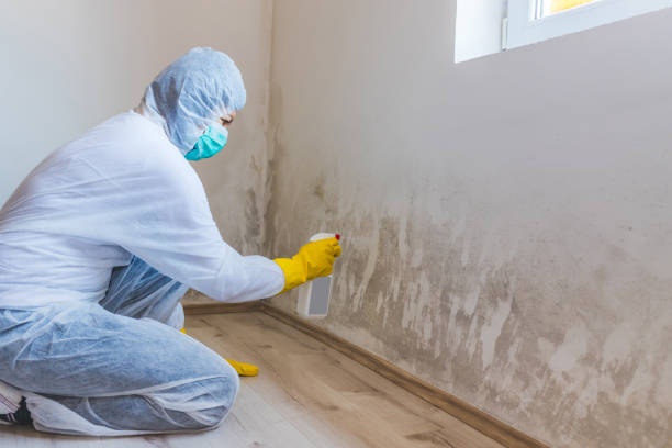 Best White Mold Remediation in Campti, LA